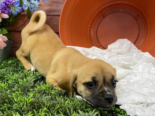 Puggle-DOG-Female-Fawn-11655-Petland Robinson, Pittsburgh, PA