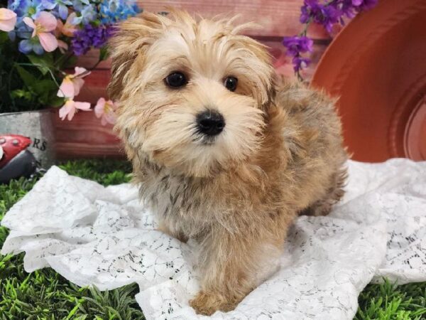 Morkie-DOG-Male-Gold-11638-Petland Robinson, Pittsburgh, PA