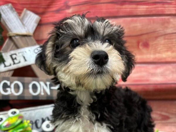 Yorkie-Poo-DOG-Male-Black / Tan-11774-Petland Robinson, Pittsburgh, PA