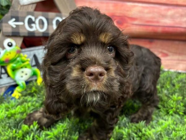 Cocker Spaniel-DOG-Male-Chocolate-11769-Petland Robinson, Pittsburgh, PA