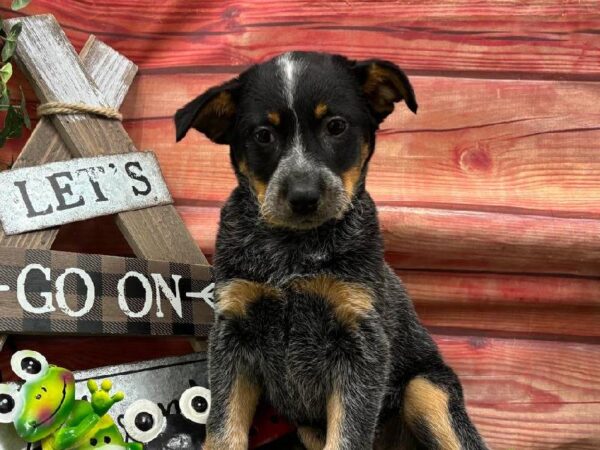 Australian Cattle Dog-DOG-Female-Blue Mottled-11766-Petland Robinson, Pittsburgh, PA