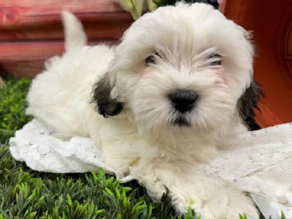 Teddy Bear-DOG-Female-Gold and White-11789-Petland Robinson, Pittsburgh, PA