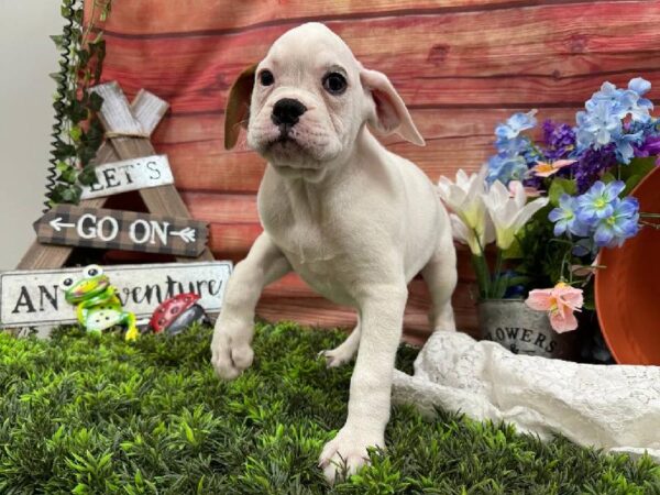 Boxer-DOG-Male-White-11790-Petland Robinson, Pittsburgh, PA