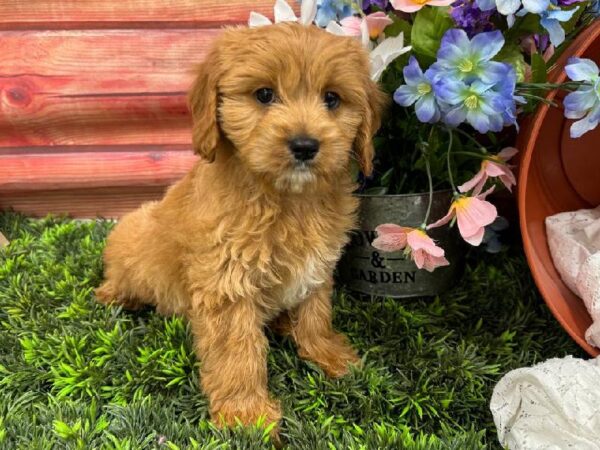 Cavapoo-DOG-Male-Apricot-11812-Petland Robinson, Pittsburgh, PA