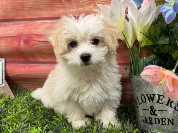 Coton De Tulear-DOG-Male-White-11807-Petland Robinson, Pittsburgh, PA