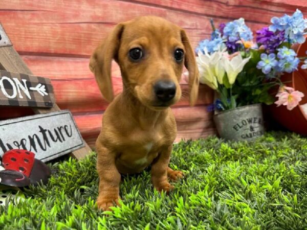 Dachshund-DOG-Female-Red-11808-Petland Robinson, Pittsburgh, PA