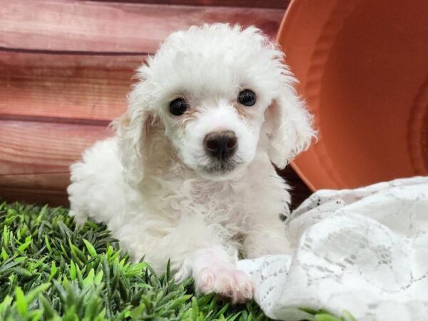Poodle-DOG-Female-White and Apricot-11734-Petland Robinson, Pittsburgh, PA