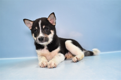 Shiba Inu-DOG-Female-Black and Tan-11814-Petland Robinson, Pittsburgh, PA