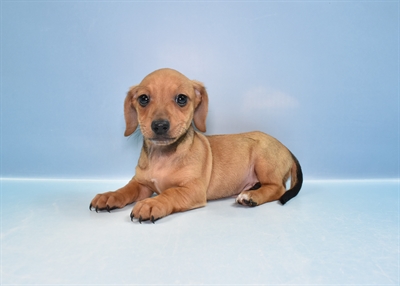 Chiweenie-DOG-Male-Red-11816-Petland Robinson, Pittsburgh, PA