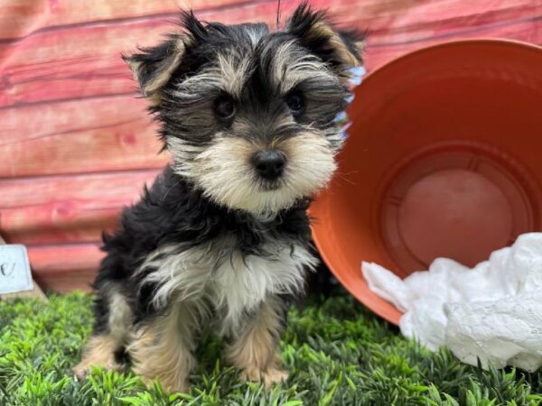 Morkie-DOG-Male-Black / Tan-11841-Petland Robinson, Pittsburgh, PA