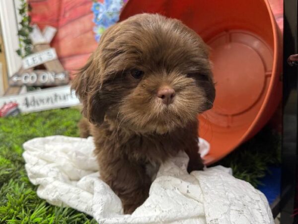 Shih Tzu-DOG-Male-Liver-11836-Petland Robinson, Pittsburgh, PA