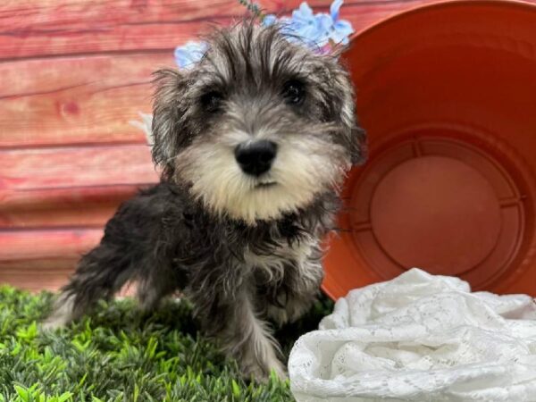Schnoodle-DOG-Female-Black / Silver-11833-Petland Robinson, Pittsburgh, PA