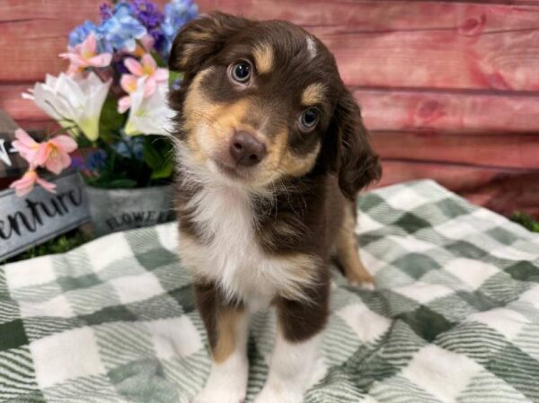 Toy Australian Shepherd-DOG-Female-Red and Tan-11850-Petland Robinson, Pittsburgh, PA
