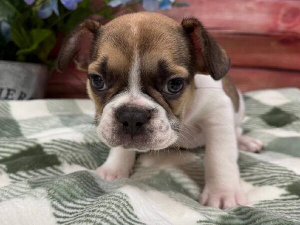 French Bulldog-DOG-Female-Fawn and White-11847-Petland Robinson, Pittsburgh, PA