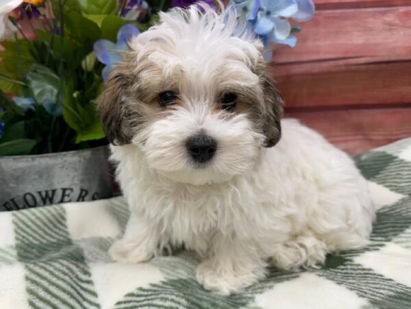 Malti-Poo-DOG-Male-Brown and White-11849-Petland Robinson, Pittsburgh, PA