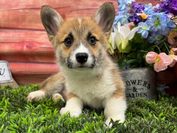 Pembroke Welsh Corgi-DOG-Female-Sable-11813-Petland Robinson, Pittsburgh, PA