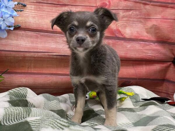 Chihuahua-DOG-Female-Blue and Tan-11854-Petland Robinson, Pittsburgh, PA