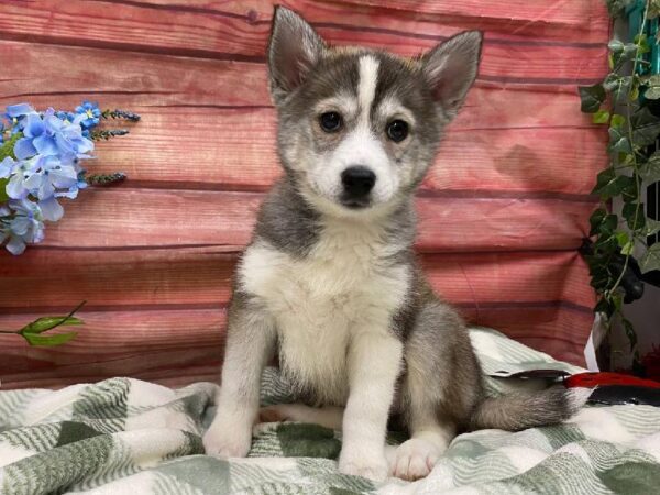 Pomsky-DOG-Female-Grey-11855-Petland Robinson, Pittsburgh, PA