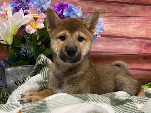Shiba Inu-DOG-Male-Red Sesame-11853-Petland Robinson, Pittsburgh, PA