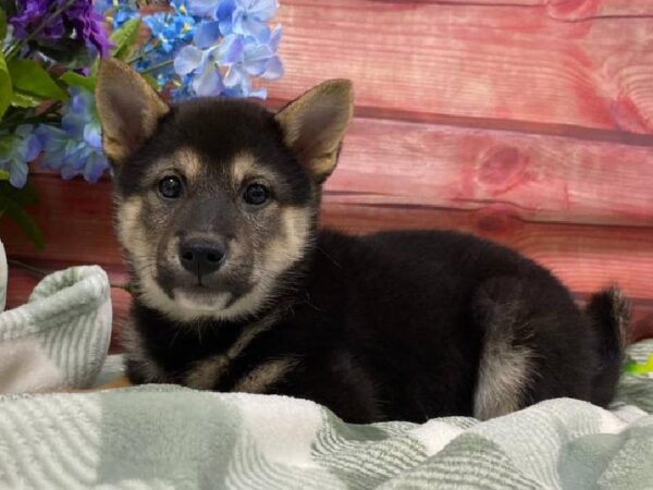 Shiba Inu-DOG-Female-Black and Tan-11852-Petland Robinson, Pittsburgh, PA