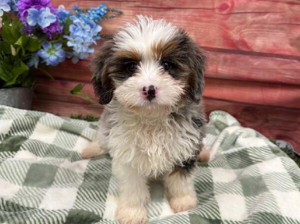 Mini Bernedoodle 2nd Gen-DOG-Male-Blue Merle-11871-Petland Robinson, Pittsburgh, PA