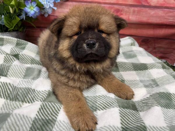 Chow Chow-DOG-Female-Cinnamon-11875-Petland Robinson, Pittsburgh, PA