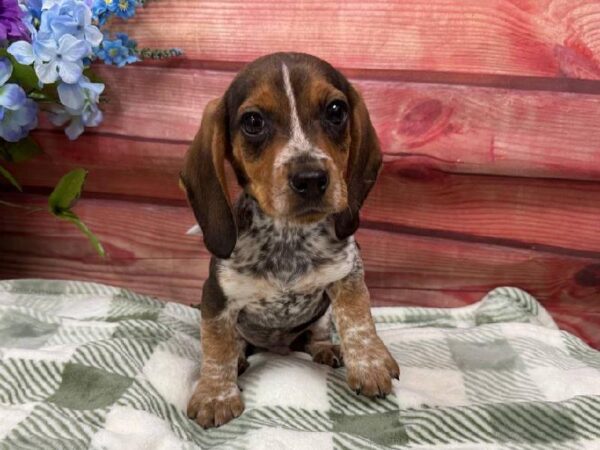 Beagle-DOG-Male-Black / Tan-11874-Petland Robinson, Pittsburgh, PA