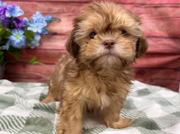 Shih Tzu-DOG-Female-Golden-11876-Petland Robinson, Pittsburgh, PA