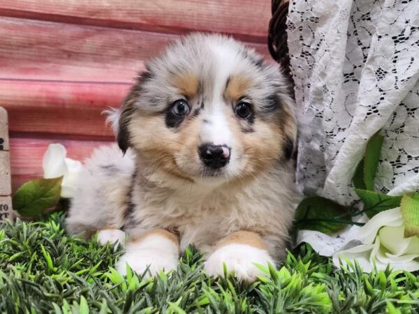 Miniature American Shepherd-DOG-Male-Blue Merle-11905-Petland Robinson, Pittsburgh, PA