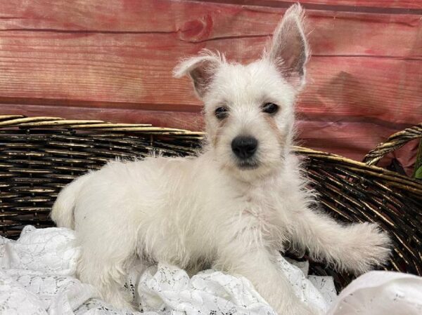 West Highland White Terrier-DOG-Male-White-11887-Petland Robinson, Pittsburgh, PA