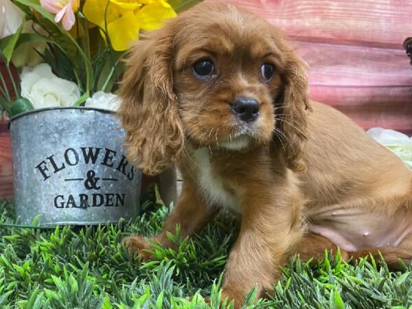 Cavalier King Charles Spaniel-DOG-Female-Ruby-11885-Petland Robinson, Pittsburgh, PA