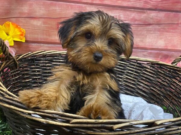 Yorkie-DOG-Male-Black / Tan-11906-Petland Robinson, Pittsburgh, PA