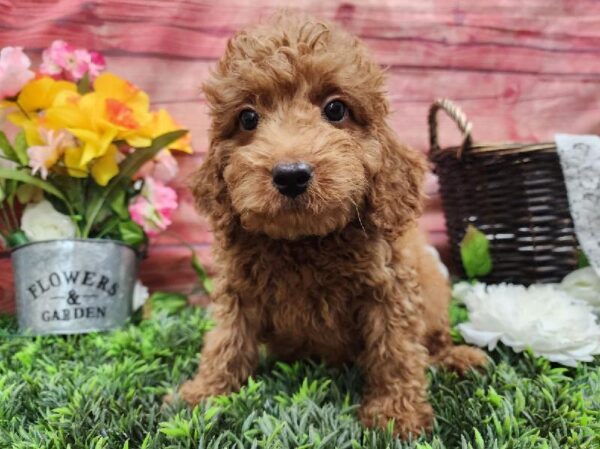 Mini Goldendoodle 2nd Gen.-DOG-Female-Apricot-11909-Petland Robinson, Pittsburgh, PA