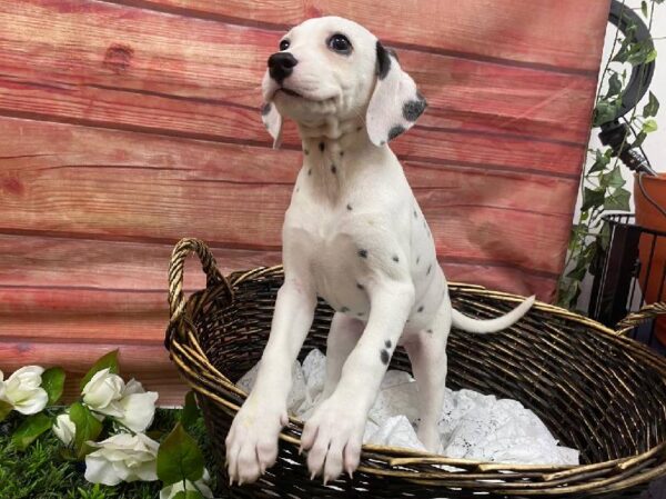 Dalmatian-DOG-Female-White and Black-11884-Petland Robinson, Pittsburgh, PA