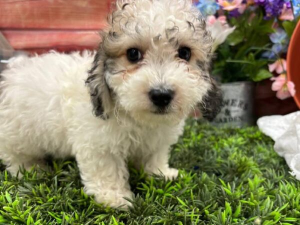 Bichon- Poo-DOG-Male-Sable / White-11777-Petland Robinson, Pittsburgh, PA