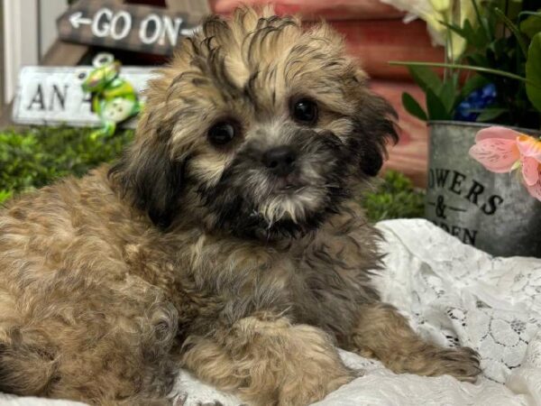 Shipoo-DOG-Female-Sable-11781-Petland Robinson, Pittsburgh, PA