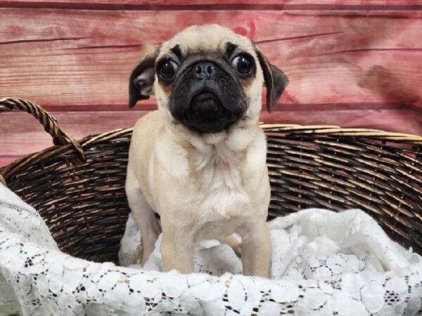 Pug-DOG-Female-Fawn-11910-Petland Robinson, Pittsburgh, PA