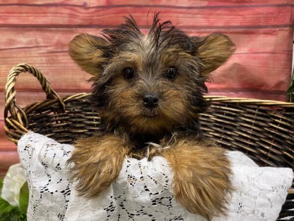 Yorkie-DOG-Female-Black / Tan-11898-Petland Robinson, Pittsburgh, PA