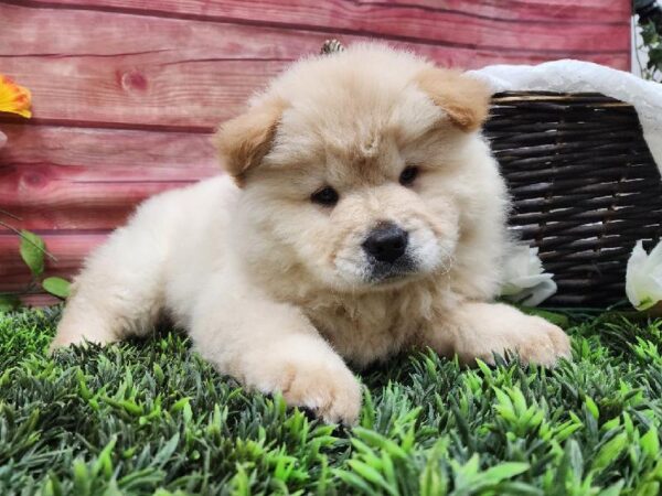 Chow Chow-DOG-Male-Cream-11907-Petland Robinson, Pittsburgh, PA