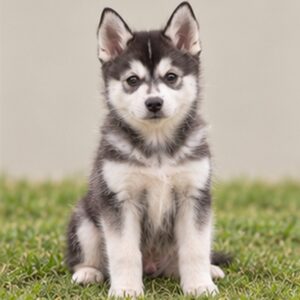 Alaskan Klee Kai