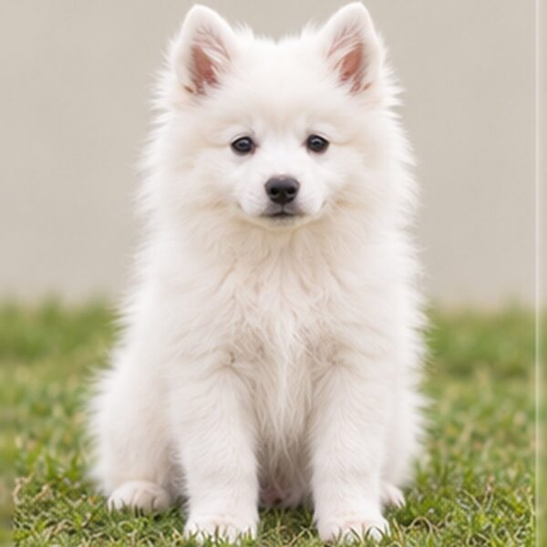 American-Eskimo