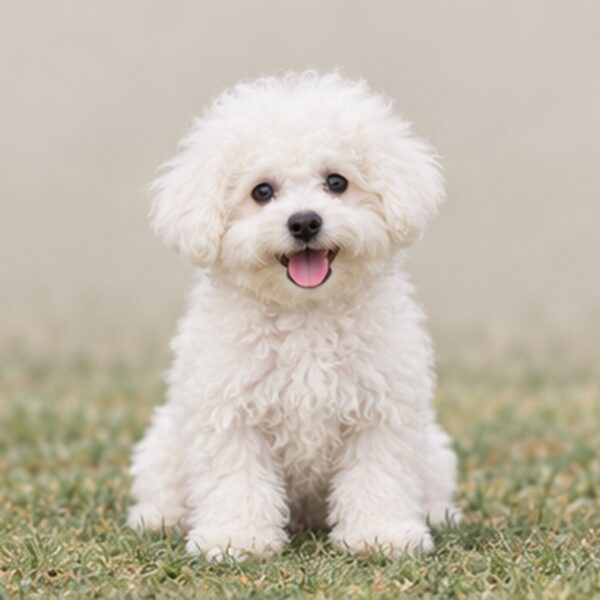 Bichon-Frise