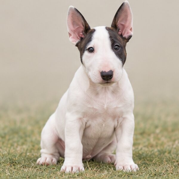 Bull-Terrier