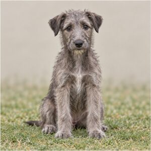 scottish-deerhound