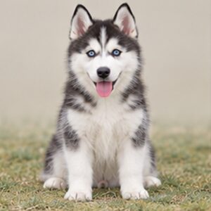 Siberian-Husky