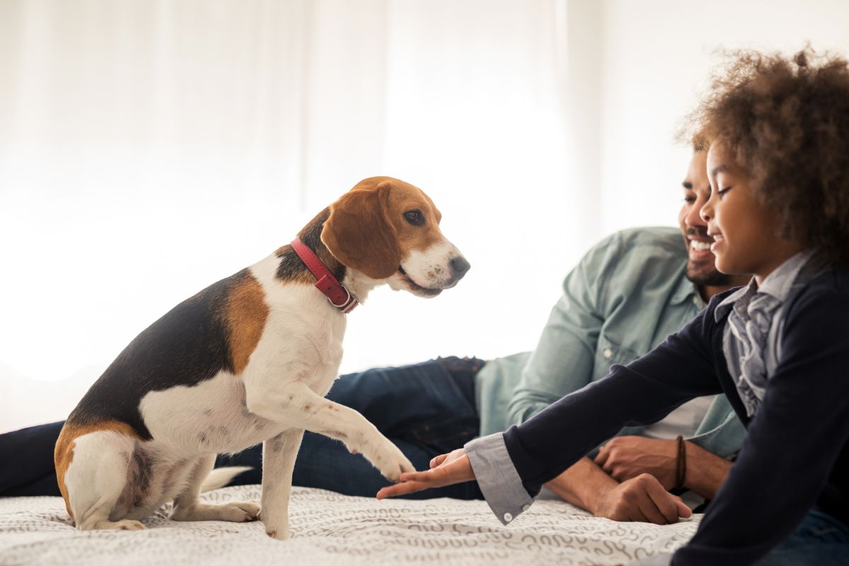 The 5 Best Dog Breeds for Families: Your Perfect Furry Companion Awaits!