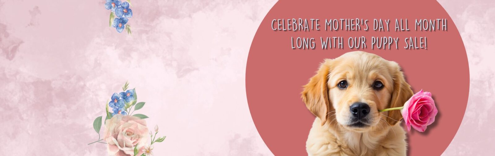 Find a puppy that feels like family at Petland Robinson banner