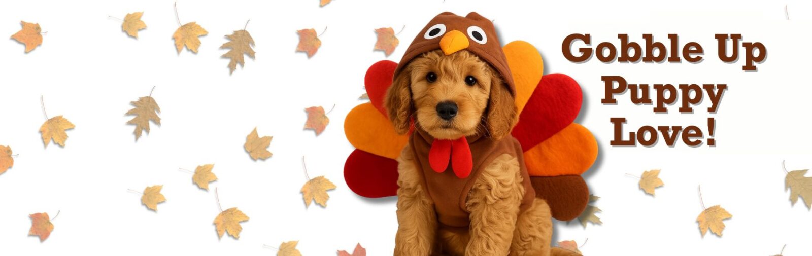 Find Your Perfect Puppy Companion banner