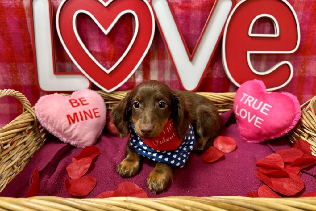 The Love Languages of Dogs (Yes, They’re Real!)