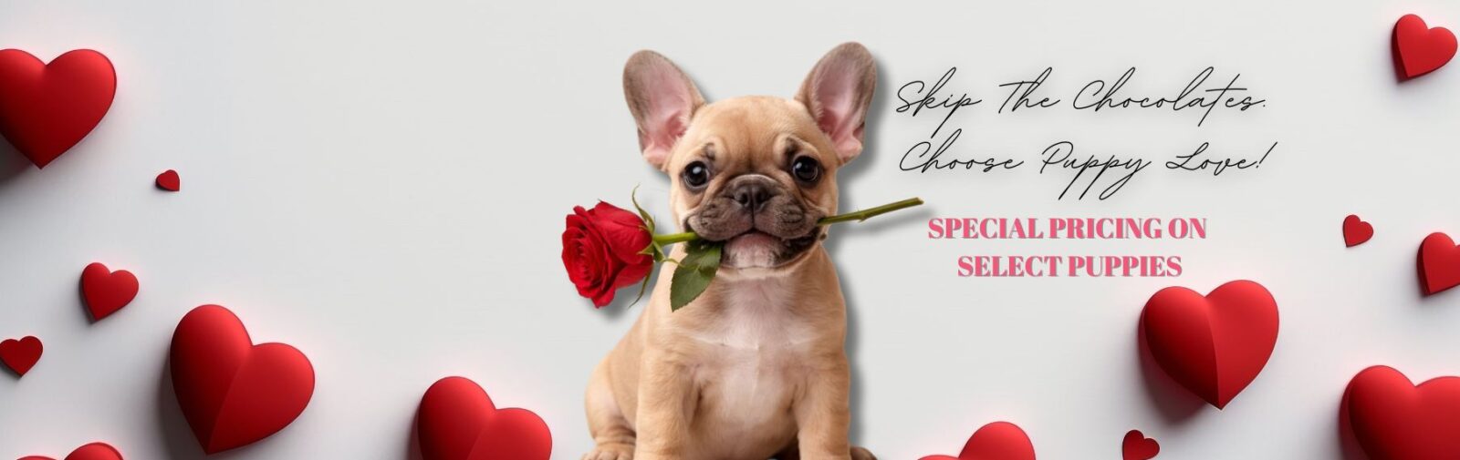 Find Your Perfect Puppy Companion banner